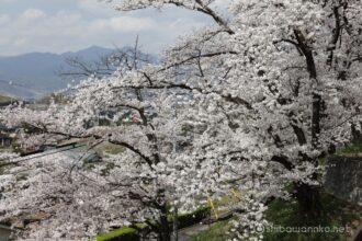 EOS5DsR+EF24-70mmF2.8LⅡUSM 55mm f11 1/80sec ISO100 PLフィルター