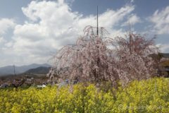 菜の花畑には、イトザクラと思われる幼木が何本か植えられている。
これがやがてかの素晴らしい大イトザクラになるのでしょうか。今後が楽しみです。