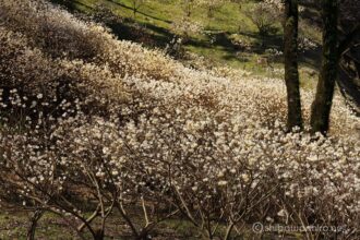 EOS5DsR+EF100-400mmF4.5-5.6L ISⅡUSM +エクステンダーEF1.4Ⅲ 100mm f16 1/15sec ISO100 PLフィルター