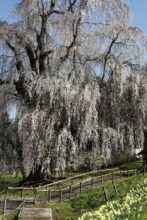 EOS5DsR+EF24-70mmF2.8LⅡUSM 61mm f16 1/20sec ISO100 PLフィルター