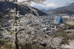 丸山公園はコンパクトながら、多くの桜が点在している。
まずは富士山と桜が絡むポイントを探して撮影。
今日の目的はこれで達成した。建設中のビルの青い保護シートがやたら目立つが(笑)。