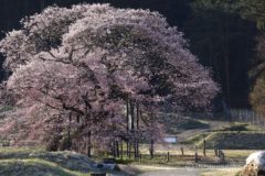 今度は北側から黒部のエドヒガン桜を狙います。
朝の斜光線が、いい感じに黒部のエドヒガン桜を濃いピンク色に仕立ててくれている。