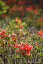 EOS5DsR+EF100-400mmF4.5-5.6L ISⅡUSM 278mm f6.3 1/160sec ISO100 PLフィルター