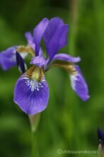 EOS5DsR+EF100mmF2.8L IS MacroIS USM 100mm f4 1/40sec ISO100 PLフィルター