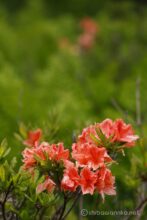 EOS5DsR+EF100-400mmF4.5-5.6L ISⅡUSM 278mm f6.3 1/125sec ISO100 PLフィルター