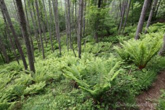 EOS5DsR+EF16-35mmF4L IS USM 21mm f16 0.6sec ISO100 PLフィルター