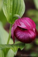 EOS5DsR+EF100-400mmF4.5-5.6L ISⅡUSM 400mmトリミング大 f8 1/6sec ISO100 PLフィルター