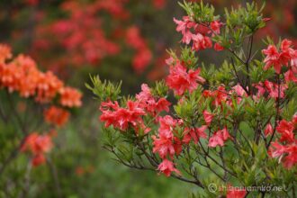EOS5DsR+EF100-400mmF4.5-5.6L ISⅡUSM 321mm f6.3 1/50sec ISO100 PLフィルター