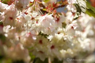 EOS5DsR+EF100-400mmF4.5-5.6L ISⅡUSM 8mm f8 1/60sec ISO100 PLフィルター