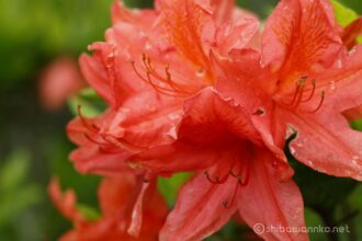 EOS5DsR+EF100mmF2.8L IS MacroIS USM 100mm f8 1/10sec ISO100 PLフィルター