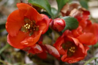 EOS5DsR+EF100mmF2.8L IS MacroIS USM 100mm f8 1/13sec ISO100 PLフィルター