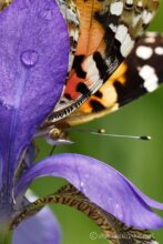 EOS5DsR+EF100mmF2.8L IS MacroIS USM 100mmトリミング大 f8 1/250sec ISO100 PLフィルター