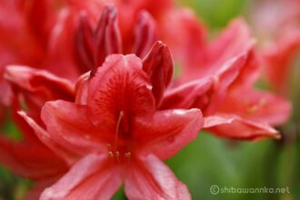 EOS5DsR+EF100mmF2.8L IS MacroIS USM 100mm f8 1/6sec ISO100 PLフィルター