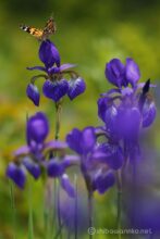 EOS5DsR+EF100mmF2.8L IS MacroIS USM 100mmトリミング中 f8 1/800sec ISO100 PLフィルター