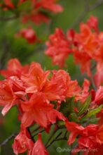 EOS5DsR+EF100-400mmF4.5-5.6L ISⅡUSM 400mm f8 1/40sec ISO100 PLフィルター