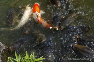 EOS5DsR+EF24-70mmF2.8LⅡUSM 35mm f4.5 1/400sec ISO100 PLフィルター