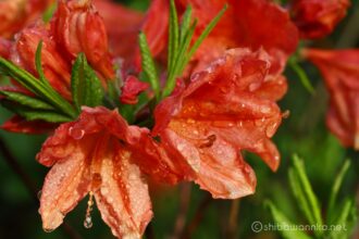 EOS5DsR+EF100mmF2.8L IS MacroIS USM 100mm f8 1/10sec ISO100 PLフィルター