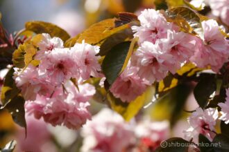 EOS5DsR+EF100-400mmF4.5-5.6L ISⅡUSM 349mm f8 1/100sec ISO100 PLフィルター