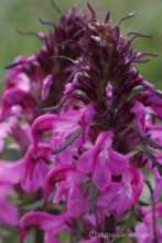 EOS5DsR+MACRO50mmF2.8 EX DG トリミング大 f8 1/25sec ISO100 PLフィルター