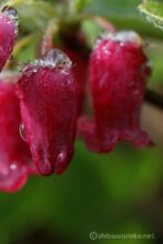 EOS5DsR+MACRO50mmF2.8 EX DG トリミング大 f5.6 1/40sec ISO100 PLフィルター