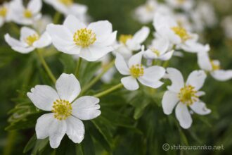 EOS5DsR+MACRO50mmF2.8 EX DG f8 1/40sec ISO100 PLフィルター