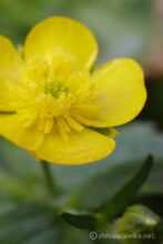 EOS5DsR+MACRO50mmF2.8 EX DG トリミング大 f8 1/25sec ISO100 PLフィルター