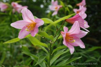 EOS5DsR+MACRO50mmF2.8 EX DG f8 1/50sec ISO100 PLフィルター
