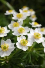 EOS5DsR+MACRO50mmF2.8 EX DG トリミング大 f8 1/125sec ISO100 PLフィルター