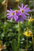 EOS5DsR+MACRO50mmF2.8 EX DG トリミング大 f8 1/100sec ISO100 PLフィルター