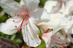 EOS5DsR+EF100mmF2.8L IS MacroIS USM 100mmトリミング大 f8 1/125sec ISO100 PLフィルター