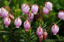 EOS5DsR+EF100mmF2.8L IS MacroIS USM 100mm f8 1/40sec ISO100 PLフィルター