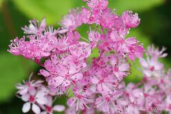 EOS5DsR+MACRO50mmF2.8 EX DG トリミング大 f8 1/20sec ISO100 PLフィルター