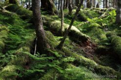 EOS5DsR+EF24-70mmF2.8LⅡUSM 39mm f16 0.8sec ISO100 PLフィルター