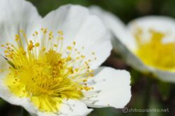 EOS5DsR+EF100mmF2.8L IS MacroIS USM 100mmトリミング大 f8 1/125sec ISO100 PLフィルター