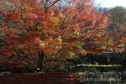 EOS5DsR+EF24-70mmF2.8LⅡUSM 35mm f16 1/10sec ISO100 PLフィルター