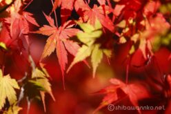 EOS5DsR+EF100-400mmF4.5-5.6L ISⅡUSM 400mmトリミング中 f6.3 1/100sec ISO100 PLフィルター