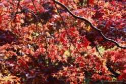 EOS5DsR+EF70-200mmF4L IS USM 85mm f16 0.3sec ISO100 PLフィルター