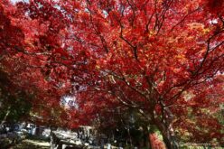 EOS5DsR+EF24-70mmF2.8LⅡUSM 24mm f16 0.5sec ISO100 PLフィルター