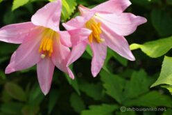 EOS5DsR+MACRO50mmF2.8 EX DG f8 1/40sec ISO100 PLフィルター