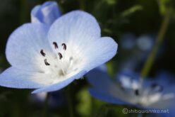 EOS5DsR+EF100mmF2.8L IS Macro USM 100mm トリミング中 f8 1/100sec ISO100 PLフィルター