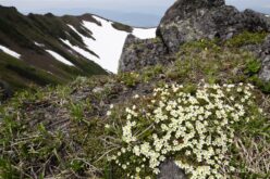 遠征の目的もすべて達成したので心は軽い。後は無事に下りるだけ。下りは高山植物を撮りながら。