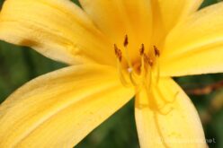 EOS5DsR+MACRO50mmF2.8 EX DG トリミング大 f8 1/60sec ISO100 PLフィルター