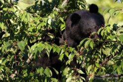 EOS5DsR+EF100-400mmF4.5-5.6L ISⅡUSM 200mmトリミング小 f5 1/160sec ISO100 PLフィルター