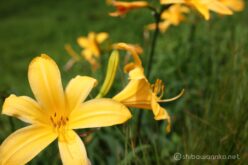 EOS5DsR+MACRO50mmF2.8 EX DG f8 1/125sec ISO100 PLフィルター