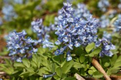 EOS5D MarkⅡ+EF24-105mmF4L IS USM 105mm f11 1/60sec ISO200 PLフィルター