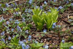 EOS5D MarkⅡ+EF24-105mmF4L IS USM 105mm f11 1/45sec ISO200 PLフィルター