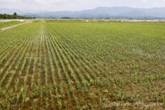 EOS R5+RF24-70mmF2.8L IS USM 38mm f11 1/40sec ISO100 PLフィルター